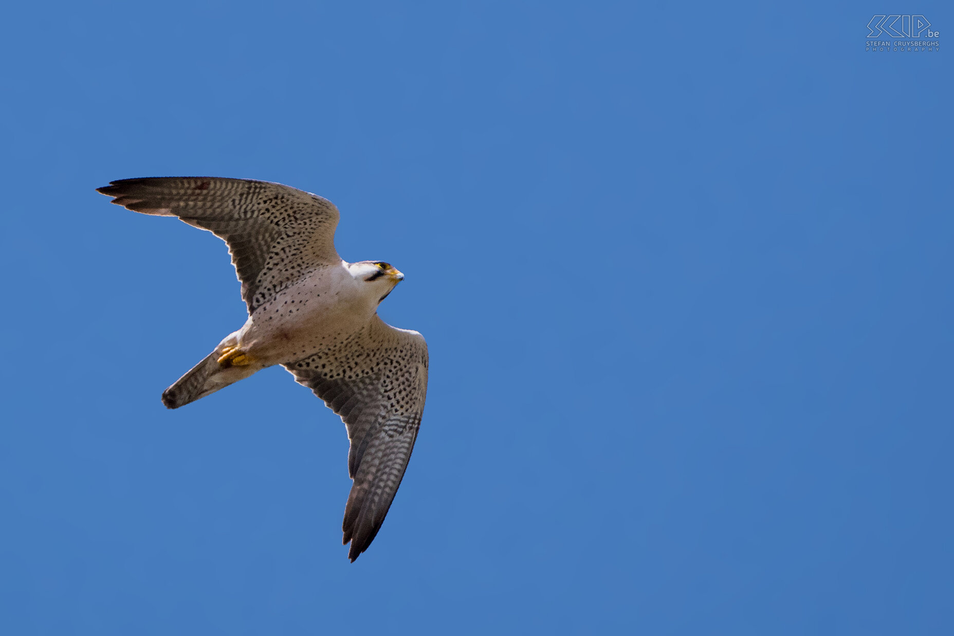 Bale Mountains - Sanetti - Lannervalk (Lanner falcon, Falco biarmicus) Stefan Cruysberghs